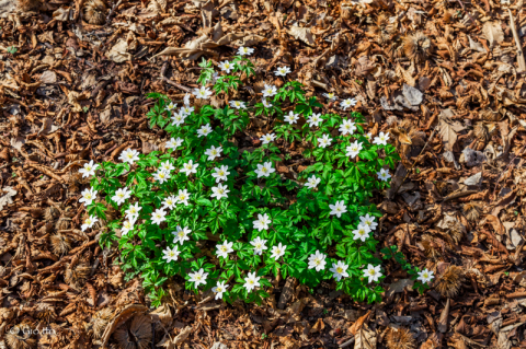 Cuscino si anemoni bianchi