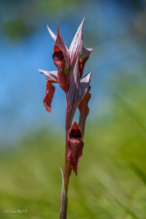 Serapias vomeracea