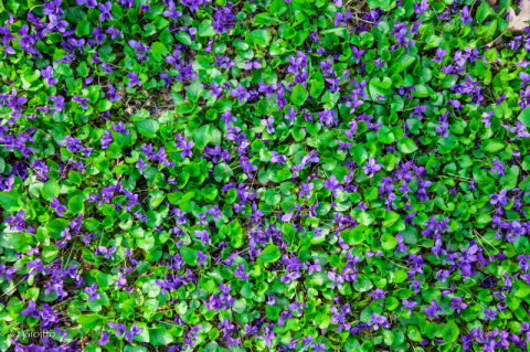 Tappeto di violette