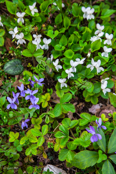Violette viola e bianche