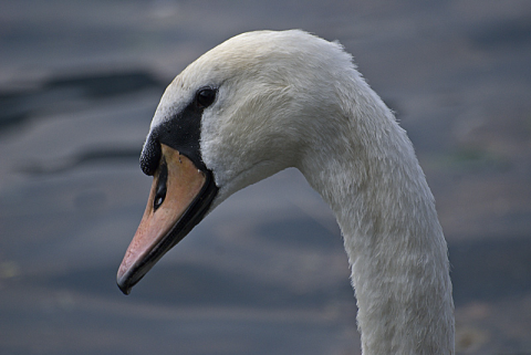 Cigno