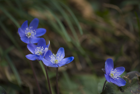 Anemone epatica