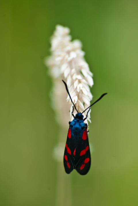 Zygaena filipendulae