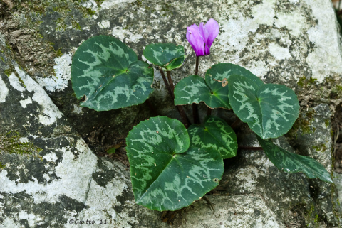 Cyclamen purpurascens