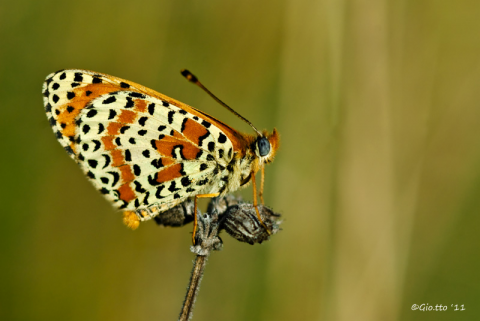 Farfalla