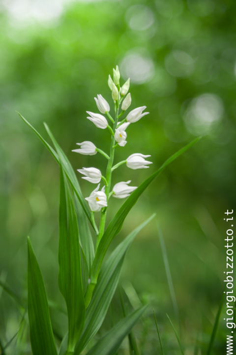Cephalanthera longifoglia